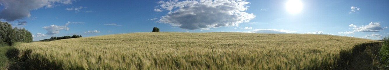 Obraz premium wheat field