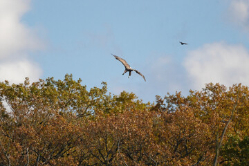 Pygargue à queue blanche sauvage