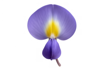 Purple wisteria flower blossom with yellow accent showing detail, isolated on a transparent background