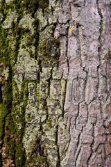 Fototapeta premium vertical close up of deeply textured tree bark, richly covered in varying shades of green, brown, and grey moss and lichen, creating a natural abstract pattern 