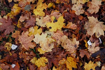 ​a dense, colorful tapestry of fallen autumn maple leaves in rich shades of yellow, brown, and speckled red, entirely covering the ground in a beautiful fall pattern