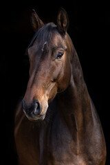 Fototapeta premium Dark bay warmblood gelding portrait against black background