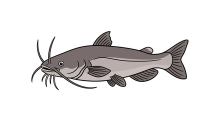 Illustration of a catfish with whiskers, fins, and a body, isolated on white background