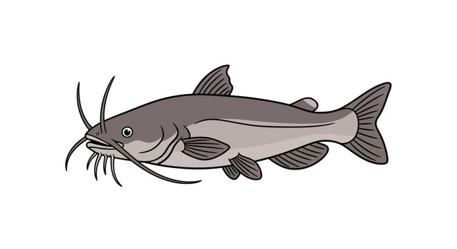 Illustration of a catfish with whiskers, fins, and a body, isolated on white background