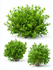 Obraz premium Green boxwood bush plants on white background