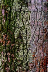 vertical close up of deeply textured tree bark, richly covered in varying shades of green, brown, and grey moss and lichen, creating a natural abstract pattern 