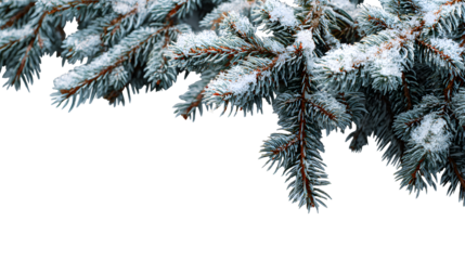 Snowy spruce branches forming a frosty winter composition on transparent background
