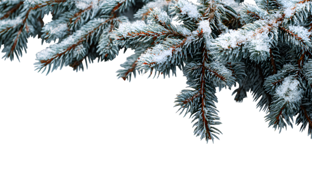 Snowy spruce branches forming a frosty winter composition on transparent background