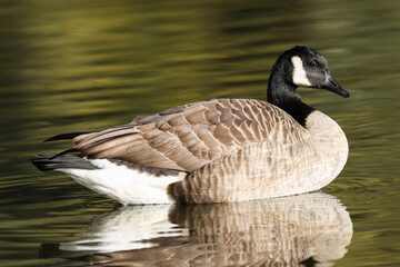 Canada Goose On Lake Yellow Reflections - 241C7465