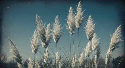 Tall, feathery, beige plumes of Pampas grass sway in the sun against a clear, blue sky, creating a vintage-toned, textural scene