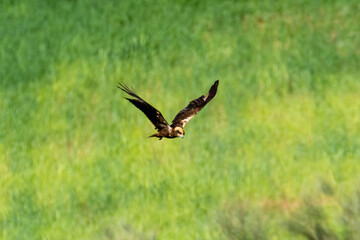 Birds of prey soaring above lush green grasslands in late afternoon sunlight