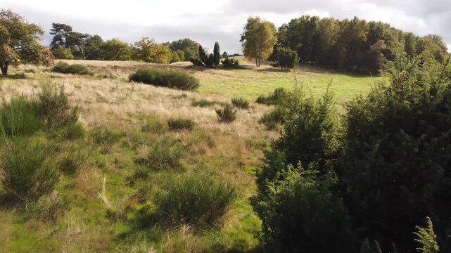 Naturidylle aus der Luft: Ginsterb&uuml;sche und Grasfl&auml;chen