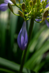 Photo of flowers taken in Cape Town Biodiversity Park