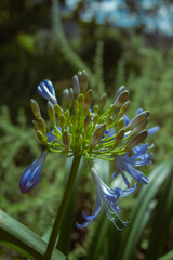Photo of flowers taken in Cape Town Biodiversity Park