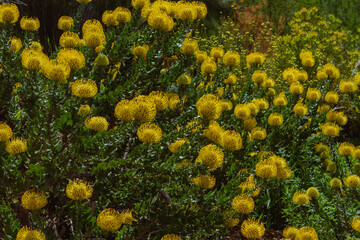 Photo of flowers taken in Cape Town Biodiversity Park