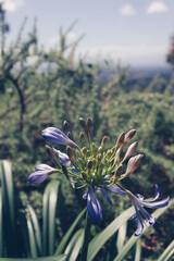 Photo of flowers taken in Cape Town Biodiversity Park