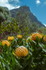 Photo of flowers taken in Cape Town Biodiversity Park