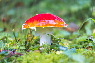 A vibrant red mushroom pops against a lush, green backdrop, exhibiting nature's artistry in color and form. It is a beautiful yet potentially poisonous fungi.