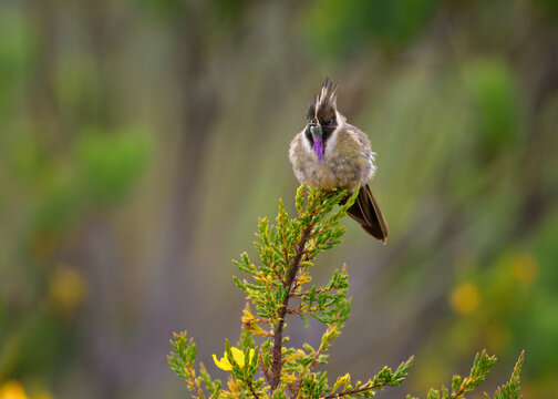 Buffy Helmetcrest, Oxypogon stuebelii