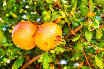 Pomegranate fruits on green tree in garden, Lefkada island, Greece