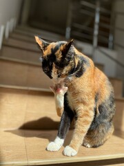 Calico Cat Grooming in Warm Sunlight