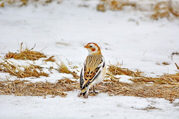 Snow bunting along a dirt road in winter in Ontario, Canada,