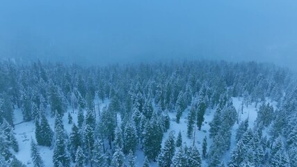 Frozen pine grove from above during winter, aerial perspective of frostcoated evergreens in snowy wilderness, majestic snowblanketed forest with drifting mist and icy branches for tranquil scenes - Powered by Adobe