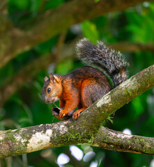 red squirrel sitting on a tree branch eating