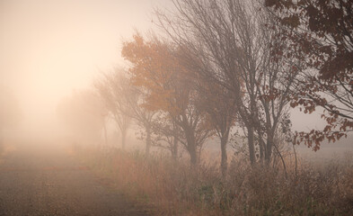 Foggy Country Road with Autumn Trees