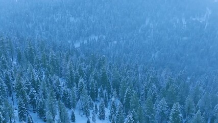 Frosty fogcovered landscape, hazy winter woods with icy covering, mist veils snowladen trees in cold season, hazy winter landscape with icy trees concealed beneath dense fog and ice layers - Powered by Adobe