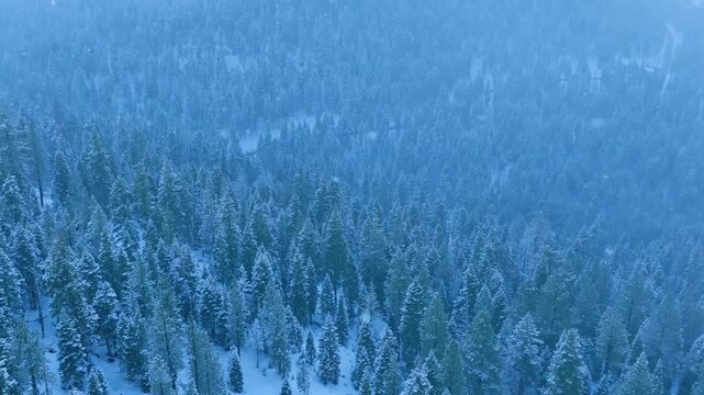 Frosty fogcovered landscape, hazy winter woods with icy covering, mist veils snowladen trees in cold season, hazy winter landscape with icy trees concealed beneath dense fog and ice layers