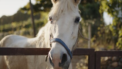 The incredible look of a white horse.