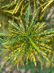 Yellow-Green Speckled Croton Foliage