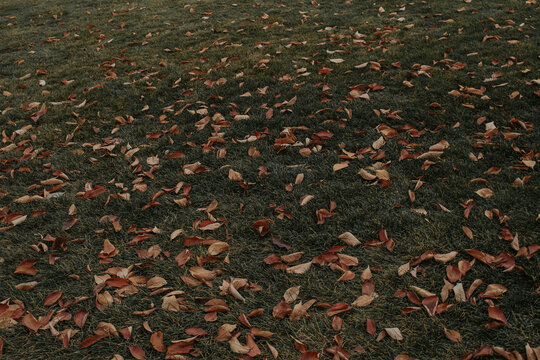 red and yellow leaves on green grass - Powered by Adobe