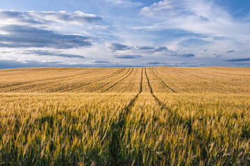 Vast golden wheat fields under a dramatic sky in Aljarafe, Spain