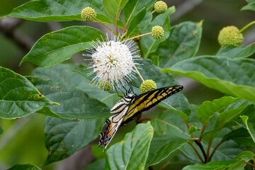 butterfly on a flower