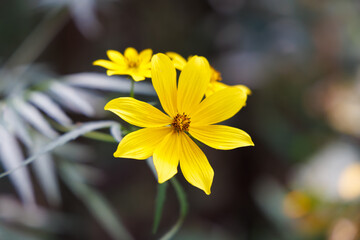 Bright yellow Tickseed Sunflower (Bidens) bloom, photographed in sharp macro focus