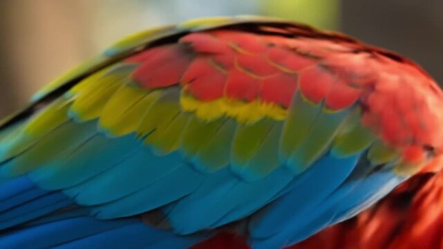 Closeup shows a vivid array of parrot feathers in blue yellow and red hues