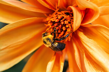Macro close-up of a furry bumblebee foraging on the bright orange center of a vibrant dahlia flower