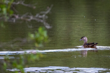 duck on the lake
