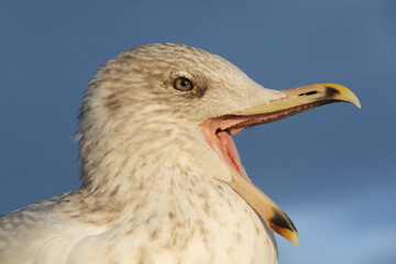 Obraz premium Portrait einer noch nicht adulten Silbermöwe (Larus argentatus, European herring gull), vermutlich im vierten Lebensjahr, mit offenem Schnabel im Abendlicht