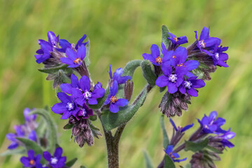 Fototapeta premium Die blauvioletten Blüten und behaarten Blätter der Gemeinen Ochsenzunge (Anchusa officinalis, common bugloss) im späten Frühling, mit grünem Hintergrund.