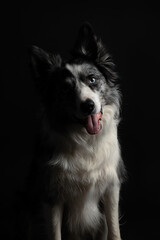 Fototapeta premium Portrait of a merle Border Collie on a black studio background, close-up, artistic lighting, looking at the camera.