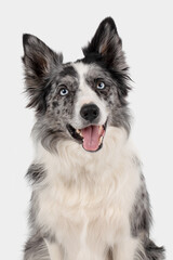 Portrait of a merle Border Collie on a white studio background, close-up, looking at the camera, mouth open.