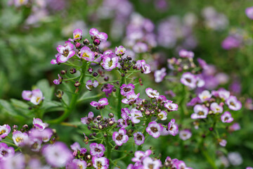 Close-up of small purple and white Sweet Alyssum flowers with fresh green foliage