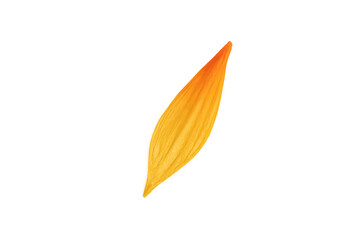 Single flower petal showing a color gradient