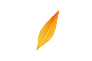 Single flower petal showing a color gradient