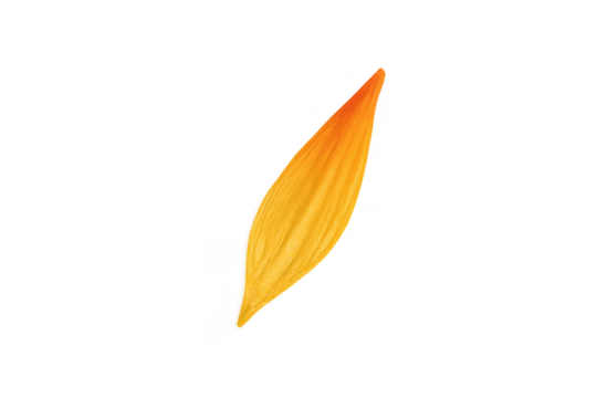 Single flower petal showing a color gradient
