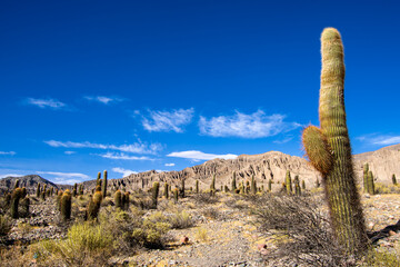 Cardones en La Quebrada del Toro