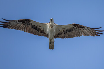osprey in flight